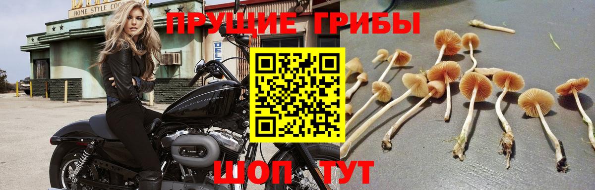 Галлюциногенные грибы MAGIC MUSHROOMS Борисоглебск